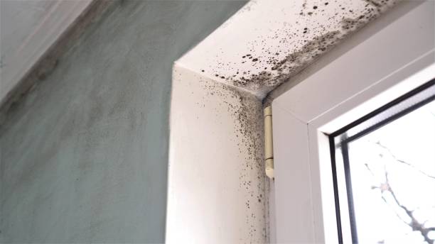 Best Office Mold Removal Services  in Salem Lakes, WI