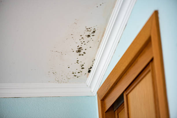 Best Mold Removal Company Near Me  in Salem Lakes, WI