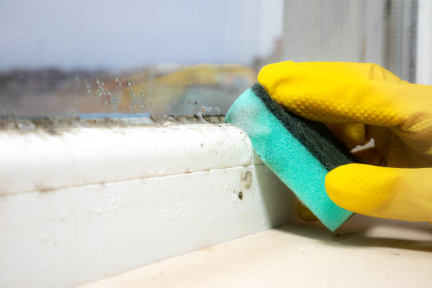 Best Mold Testing  in Salem Lakes, WI
