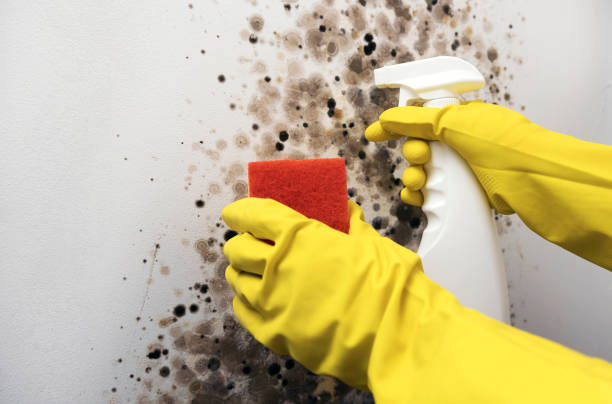 Best Mold Remediation  in Salem Lakes, WI