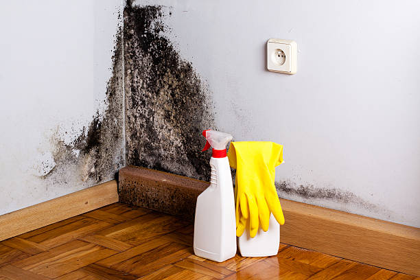 Trusted Salem Lakes, WI Mold Removal Experts