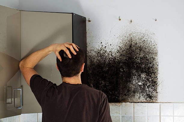 Best Home Mold Removal  in Salem Lakes, WI